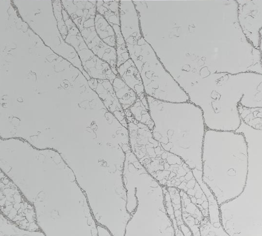 Arabescatto Quartz by Quartz Direct